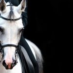 10 vinkkiä hevosen koulutustason nostoon